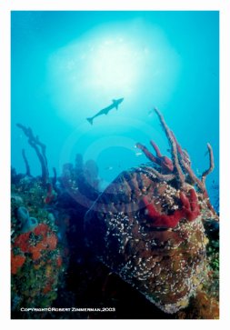 Underwater World 11