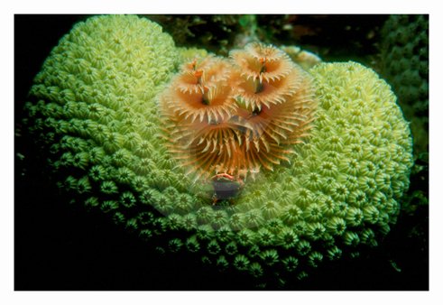 Underwater World 1 Art Print