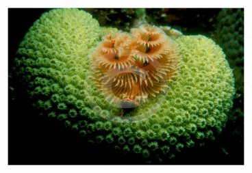 Underwater World 1