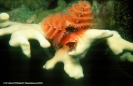 Underwater Photography - Tropics