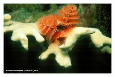 Underwater World 2