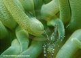Underwater Photography - Tropics