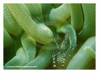 Underwater World 3