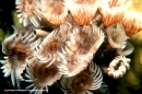 Underwater Photography - Tropics