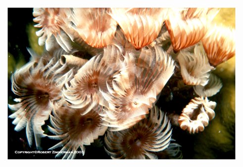 Underwater World 4 Art Print