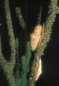 Underwater Photography - Tropics