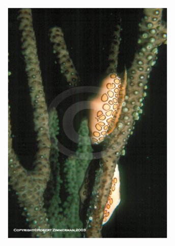 Underwater World 7 Art Print