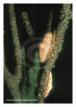 Underwater World 7