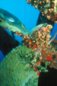 Underwater Photography - Tropics