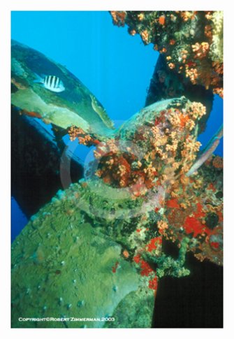 Underwater World 9 Art Print
