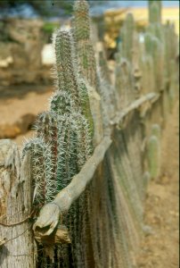 Cactus Fence