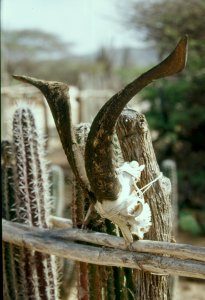 Fence Decoration