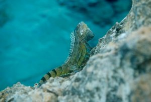 Iguana