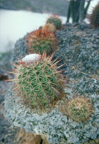 Cactus