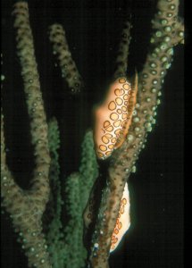 Flamingo Tongue