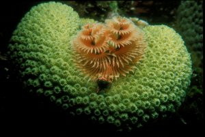 Christmas Tree Worm