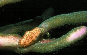 Flamingo Tongue