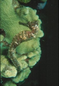 Sea Horse