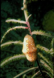 Flamingo Tongue