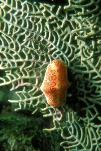 Flamingo Tongue