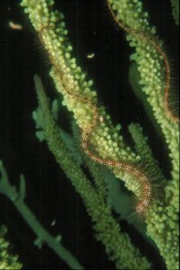 Brittle Star Legs