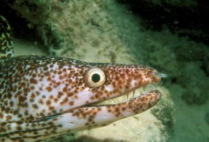 Moray Eel