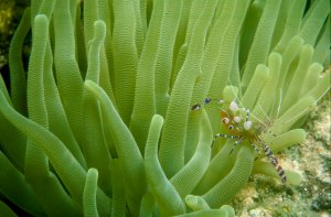 Spotted Coral Shrimp