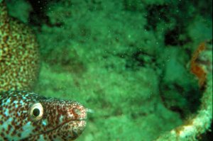 Moray Eel