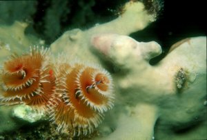 Christmas Tree Worm