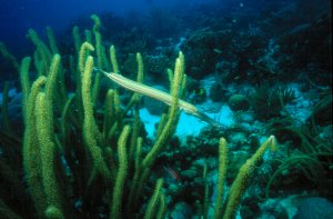 Trumpet Fish