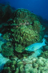 Blue Parrotfish