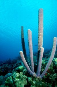 Purple Tube Sponge