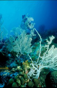 Sea Fan