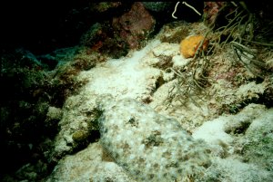 Peacock Flounder