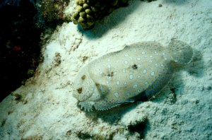 Peacock Flounder