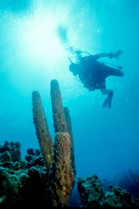 Diver Portrait