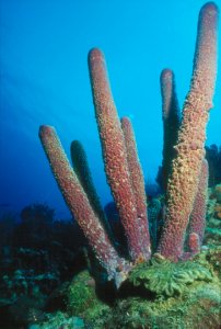 Purple Tube Sponge