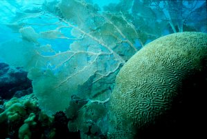 Brain Coral