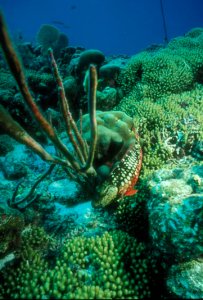 Stoplight Parrotfish