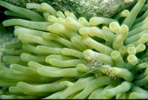 Spotted Coral Shrimp