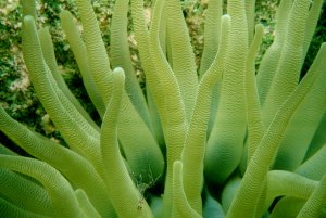 Immature Spotted Coral Shrimp