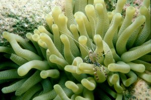 Spotted Coral Shrimp