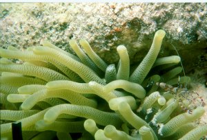 Spotted Coral Shrimp