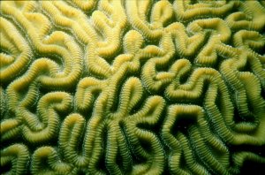 Brain Coral