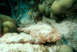 Spotted Scorpionfish