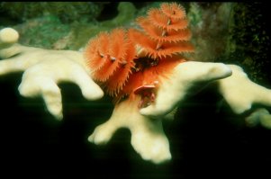 Christmas Tree Worm on Fire Coral