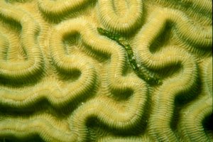 Brain Coral