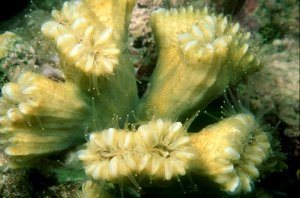 Flower Coral