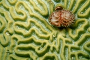 Brain Coral