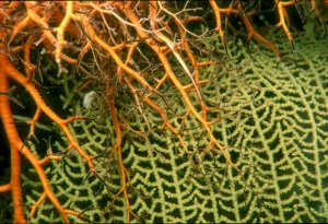 Basket Star
